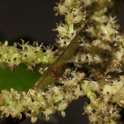 Martretia quadricornis Inflorescence.