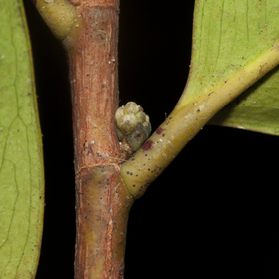 Martretia quadricornis Petiole, bud and stipular scar.