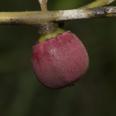 Diospyros iturensis Fruit.