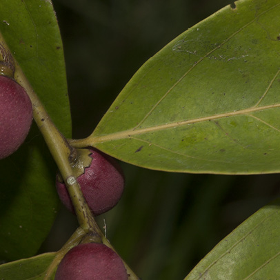 Diospyros iturensis Leaf base and fruit.