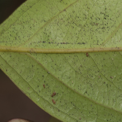 Diospyros iturensis Midrib and venation, leaf lower surface.
