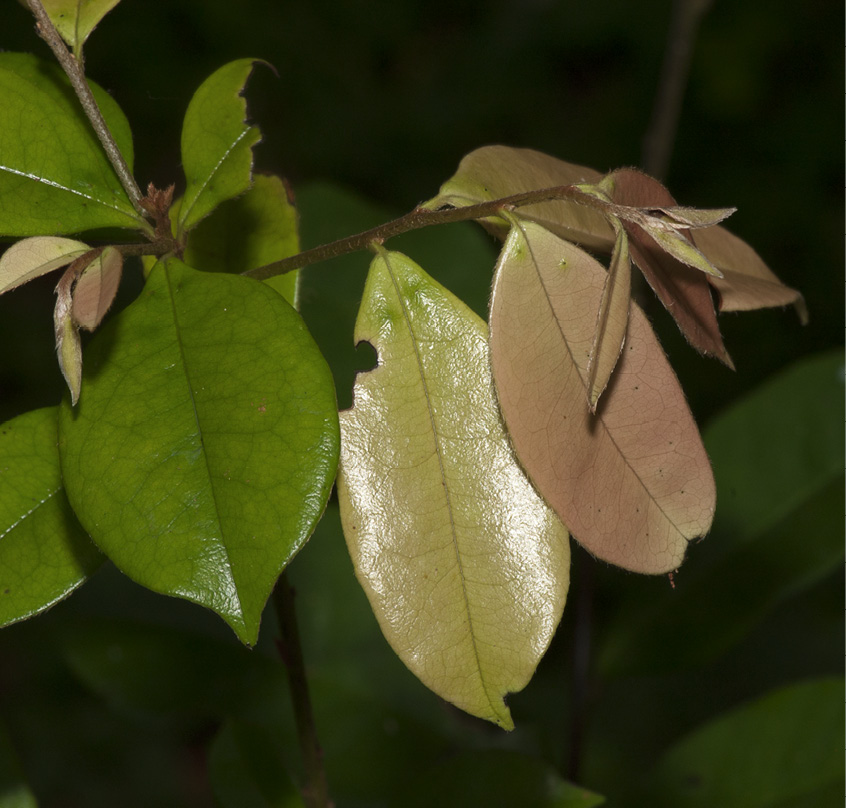 Diospyros ferrea Flushing leaves.