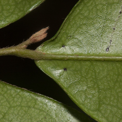 Diospyros ferrea Flower and flower buds.