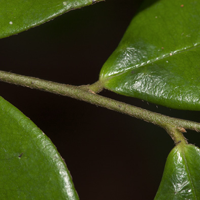 Diospyros ferrea Leaf base with glands, upper surface.