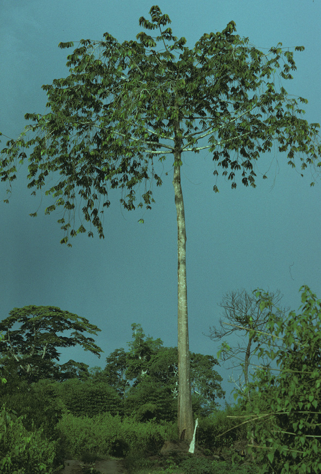 Pycnanthus angolensis Branching pattern.