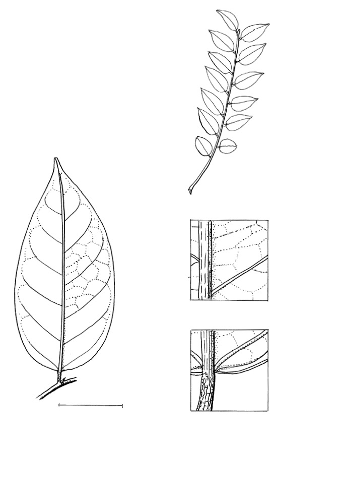 line image of Phyllanthus polyanthus