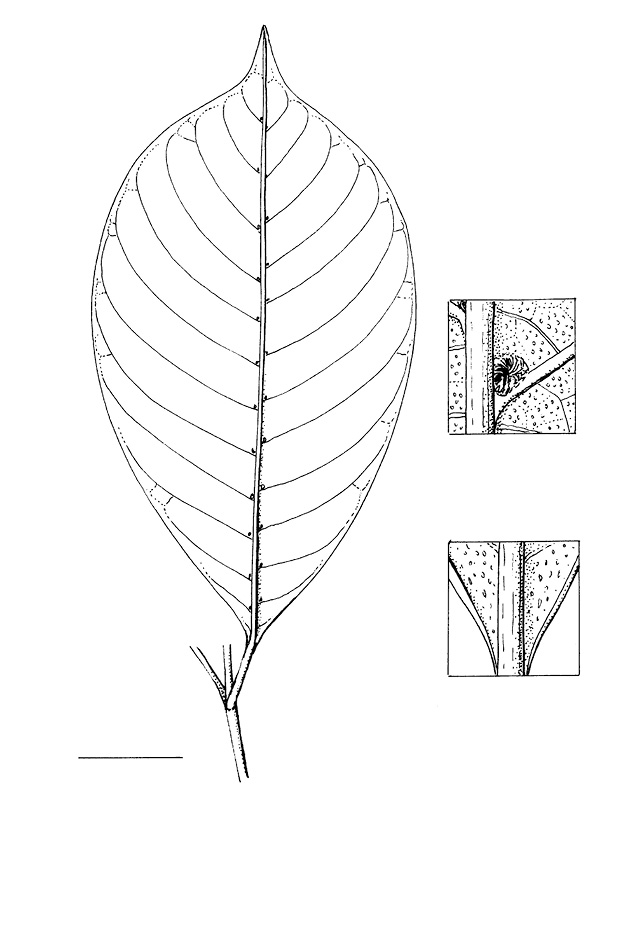 line image of Psychotria laurentii