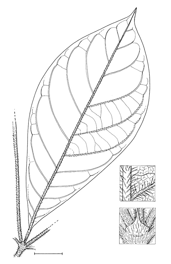 line image of Rothmannia octomera