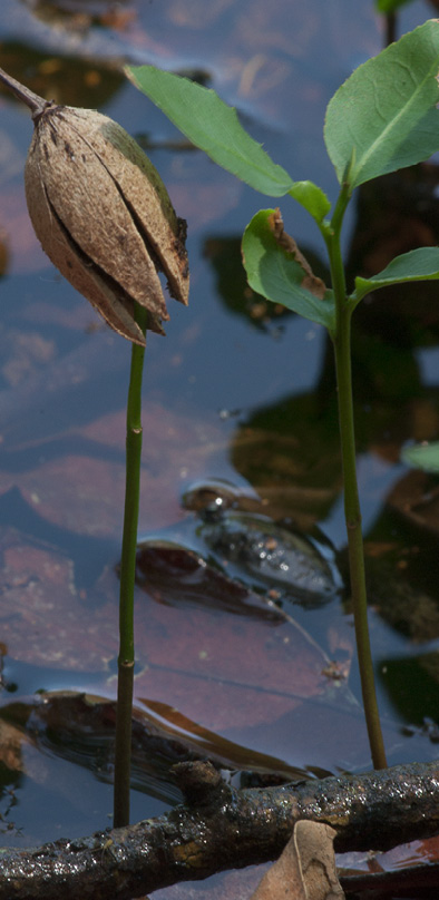 Scytopetalum pierreanum Seedling with remains of endocarp still attached.