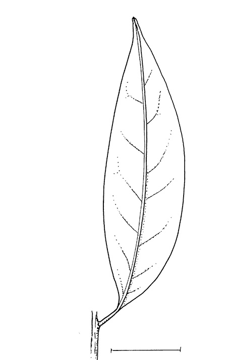 line image of Staudtia kamerunensis