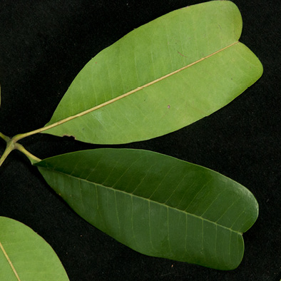 Trichilia retusa Leaflets, upper and lower surfaces.