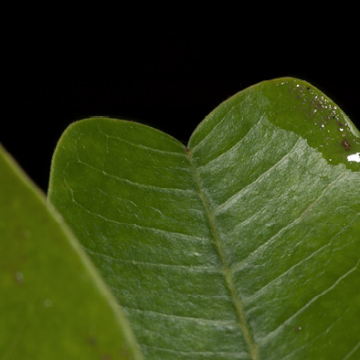 Trichilia retusa Tip of leaflet, upper surface. Trichilia retusa Tip of leaflet, upper surface.