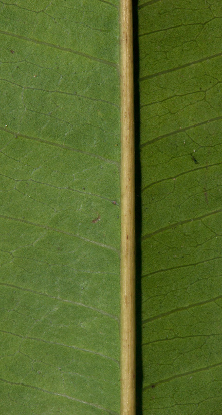 Trichilia retusa Midrib and venation, leaflet lower surface. Trichilia retusa Midrib and venation, leaflet lower surface.