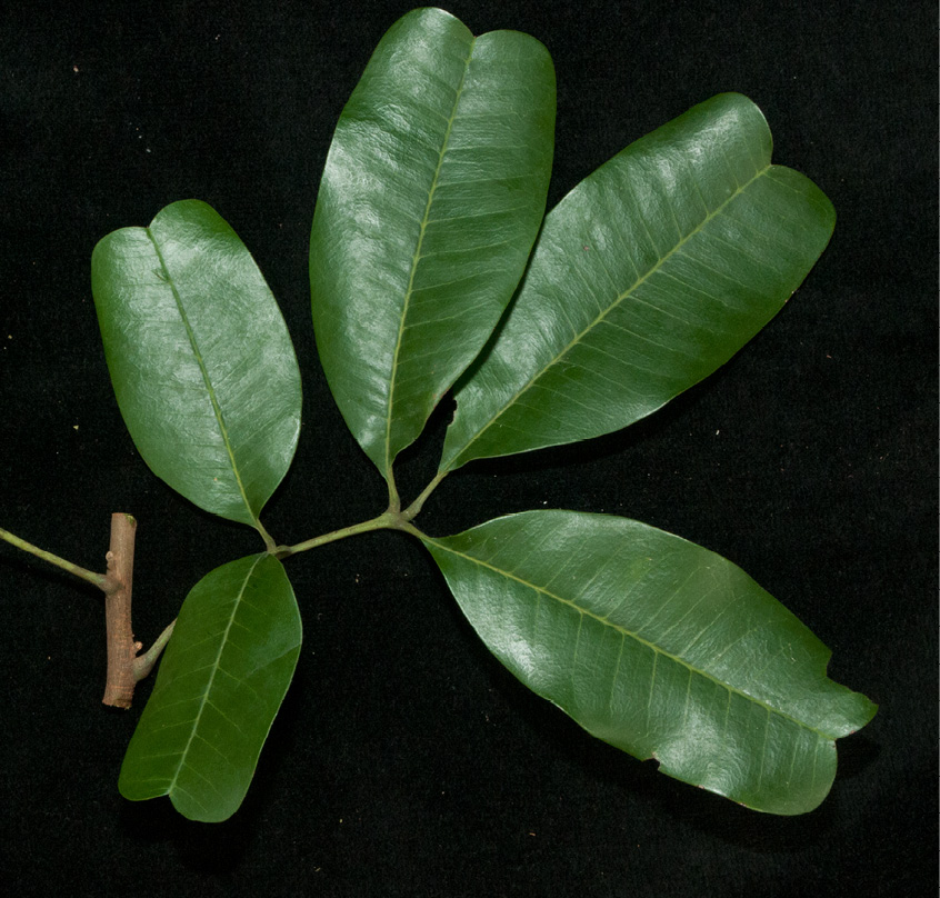 Trichilia retusa Leaf. Trichilia retusa Leaf.