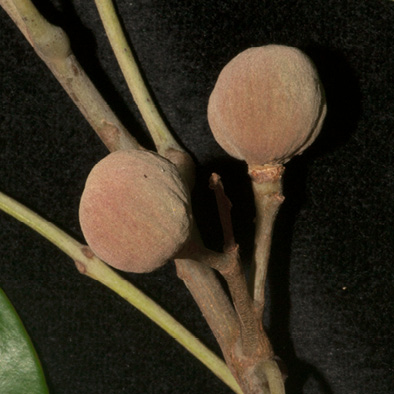 Trichilia retusa Immature fruit. Trichilia retusa Immature fruit.