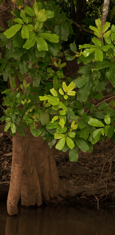 Trichilia retusa Habit. Trichilia retusa Habit.