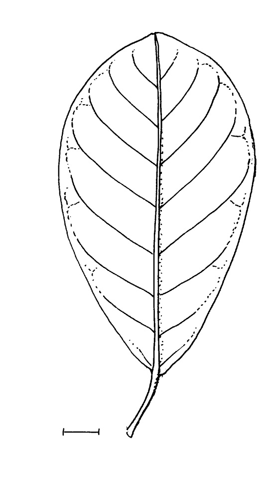line image of Uapaca guineensis