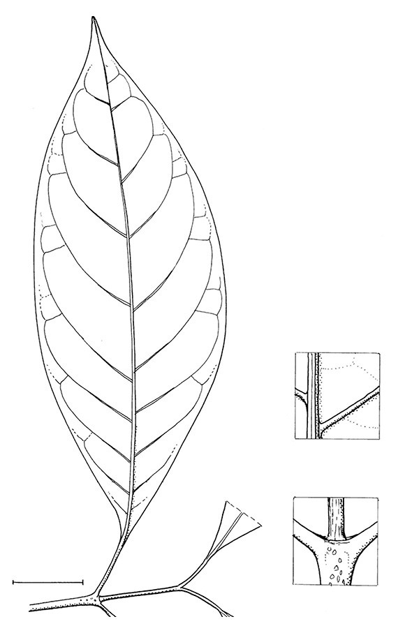line image of Voacanga africana